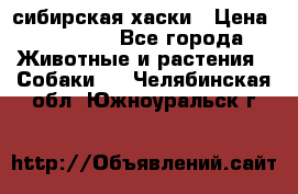 l: сибирская хаски › Цена ­ 10 000 - Все города Животные и растения » Собаки   . Челябинская обл.,Южноуральск г.